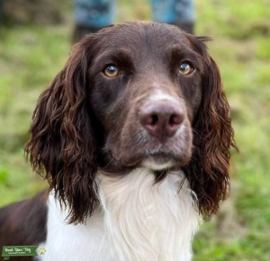 Stunning KC registered Liver and White Trained English Springer Spaniel for STUD, top pedigree and Health Tested Listing Image