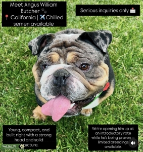 Handsome English Bulldog Listing Image