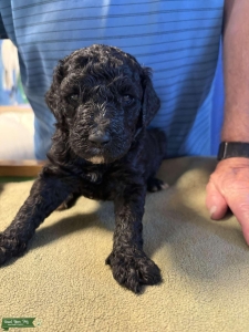 AKC & CKC Royal Standard Parti Poodle Listing Image