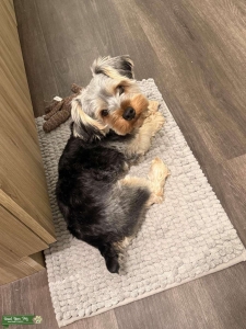 Yorkshire Terrier STUD in Irvine  Listing Image