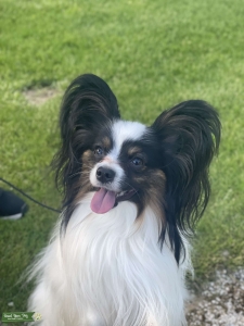 Papillon Stud Dog  Listing Image