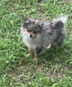 Blue Merle Pomeranian  Listing Image