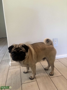 Top Quality Pug Stud Available – Maui, Hawaii Listing Image