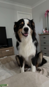 Tri Black Australia Shepherd  Listing Image