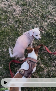 Brown&white Jack Russell Listing Image