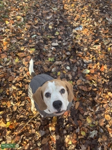 Beagle for stud  Listing Image