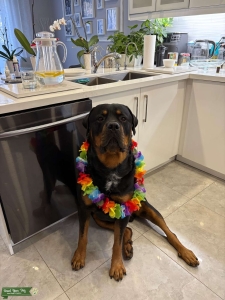 Pure Rottweiler looking to breed  Listing Image