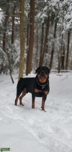 Pure Rottweiler looking to breed  Listing Image