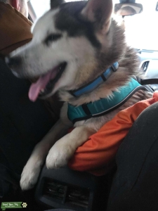 Male Husky Stud Listing Image
