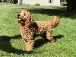 Goldendoodle Stud - 28lbs - Rochester, New York Listing Image