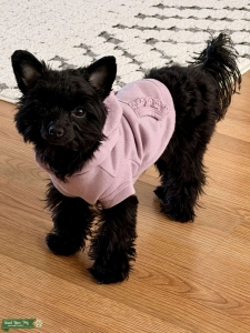 Gorgeous micro Yorkiepoo  Listing Image