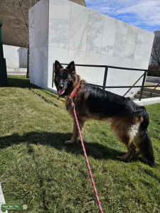 Bruno – Long Coat German Shepherd Stud Available ???? Listing Image