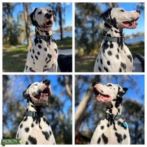 AKC Dalmatian Stud Listing Image
