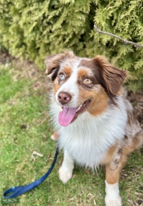 RED MERLE - MINI AUSTRALIAN SHEPHERD  Listing Image