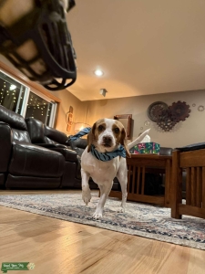 Billy the Beagle! Listing Image