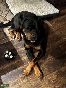 Purebred Rottweiler Stud Listing Image