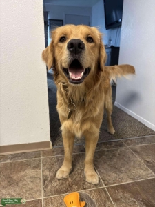 2 yr old male golden retriever  Listing Image