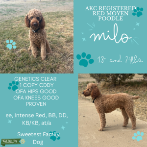  Red Moyen Poodle Listing Image