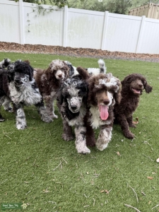 Merle poodle puppies  Listing Image