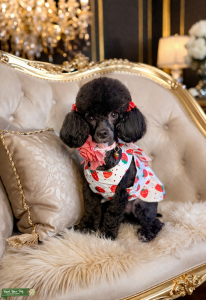 Toy Poodle Female (Seeking Stud) Listing Image