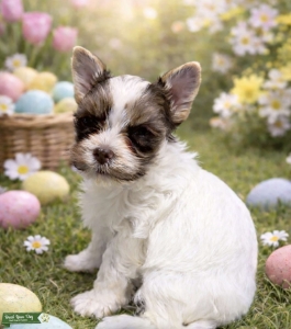 Extreme White Brindle Boy Listing Image
