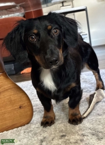 Black & Tan LH Male - Piebald Carrier & Exceptional Temperament Listing Image