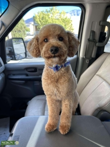 10 lb AKC Red mini poodle CLEAR Listing Image