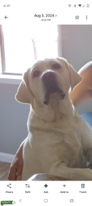 Akc white  Listing Image