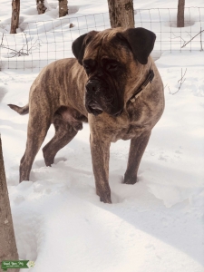 Bullmastiff STUD Listing Image