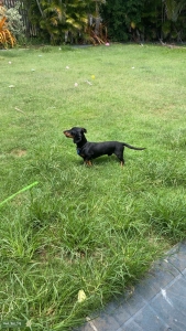 Dachshund Stud Dog Listing Image