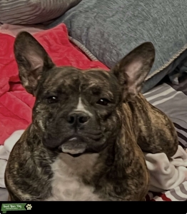  Petite Brindle American Bully Listing Image