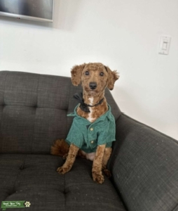 Well-Behaved 3-Year-Old Mini Goldendoodle Stud – Calm Temperament Listing Image