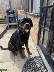 Rottweiler stud dog Listing Image