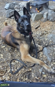 Large belgian malinois  Listing Image