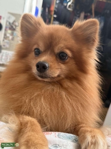 Adorable Stud Pomeranian  Listing Image