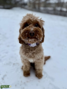 Mini labradoodle  Listing Image