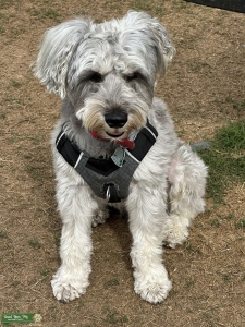 Mini Schnauzer male looking for a mate. Listing Image