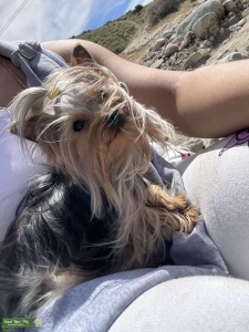 Micro yorkie Listing Image