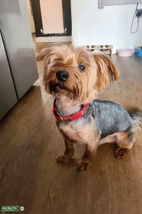 Yorkie Listing Image