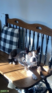 Handsome Bosty Boy Listing Image