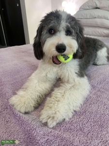 Male F1 Mini Sheepadoodle Listing Image