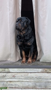 Rottweiler stud in Tacoma, WA state  Listing Image