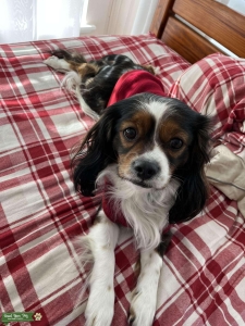 Cavalier Shih Tzu mix looking for a female  Listing Image