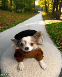 Long haired Chihuahua male Listing Image