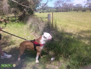 Beautiful American Johnson bullsog Listing Image