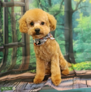 Apricot Male Toy Poodle  Listing Image