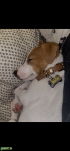 Jack Russell stud  Listing Image