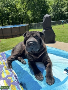 Male Shar Pei  Listing Image