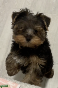 Yorkie Listing Image