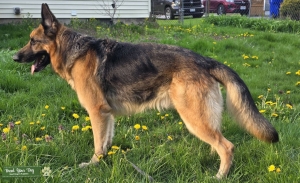 German Shepherd Posted April 2026 Listing Image